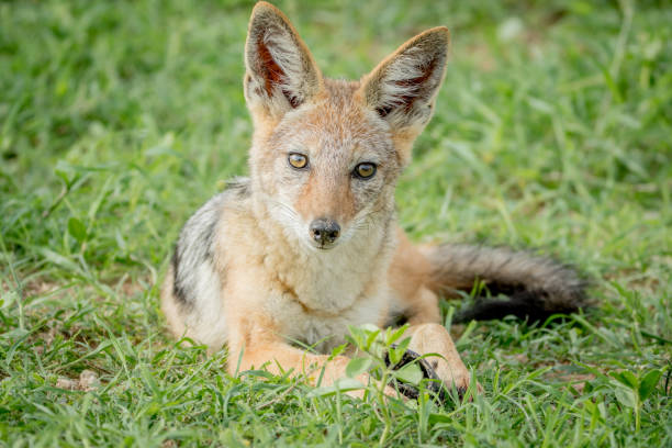 istock Black-backed jackal starring at the camera. 802601400