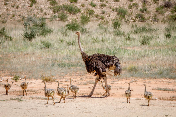 istock Mother Ostrich with lots of chicks. 802601468