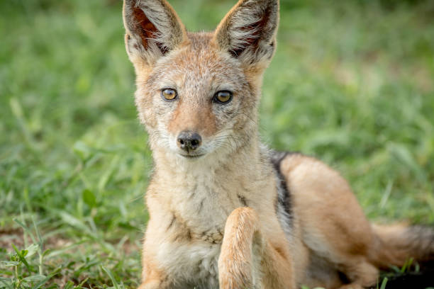 istock Black-backed jackal starring at the camera. 802601516