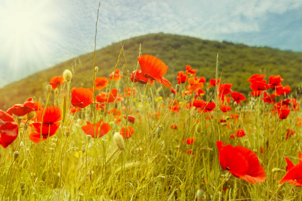 istock Field of red poppies 802601620