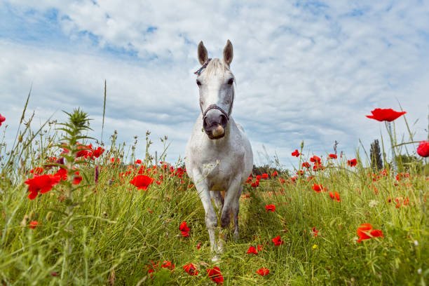 white horse in a field of blooming poppies - 5551 imagens e fotografias de stock