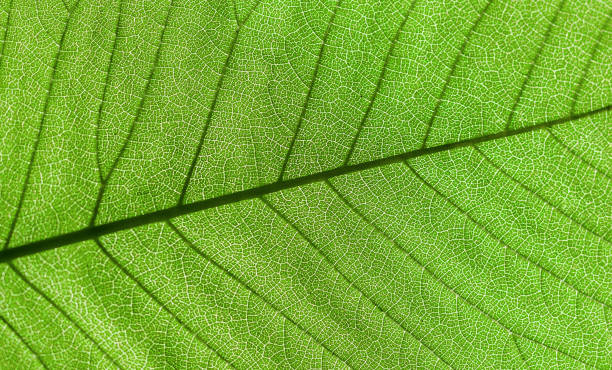 istock Green leaf  background. The leaf is shining with the sun. 802601844