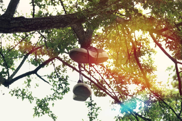 old pair of canvas shoes hanging or dangling from tree branch. with sun flare.