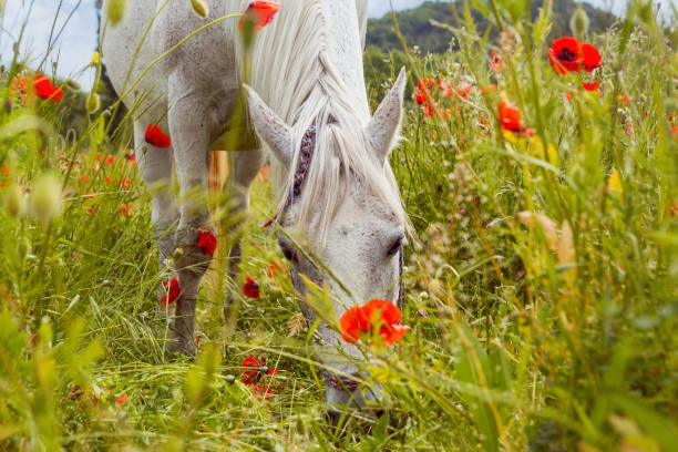 istock Beautiful white horse in a field  poppies 802602112