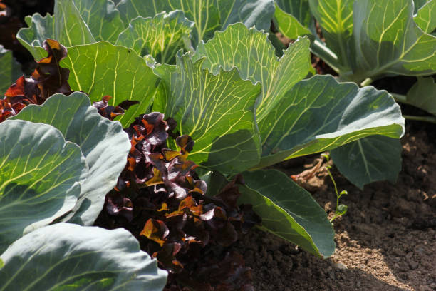 istock vegetables and salad in a summer cottage garden 802605454