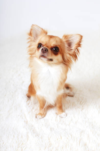 istock Funny ginger chihuahua on white carpet 802605610