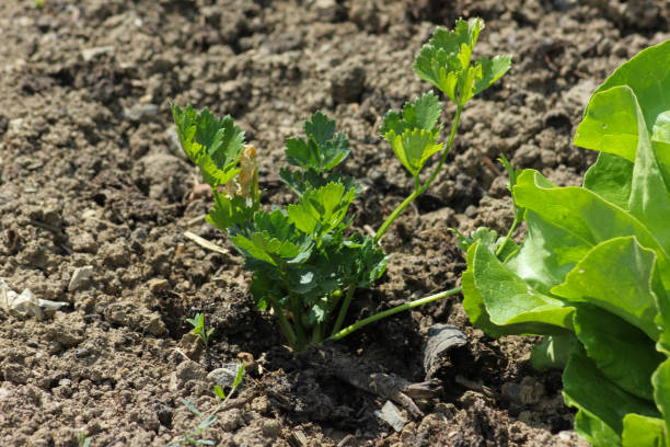 istock vegetables and salad in a summer cottage garden 802605904