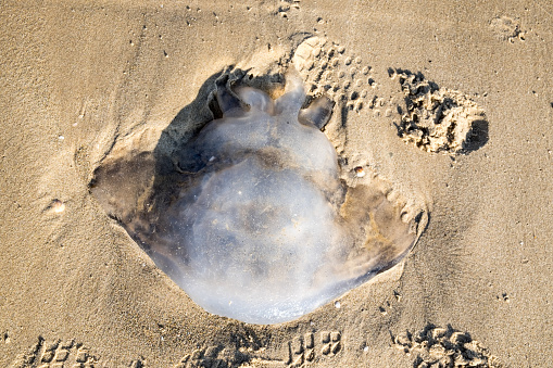 Nomadic Jelly fish stranded on a white sand beach in Israel