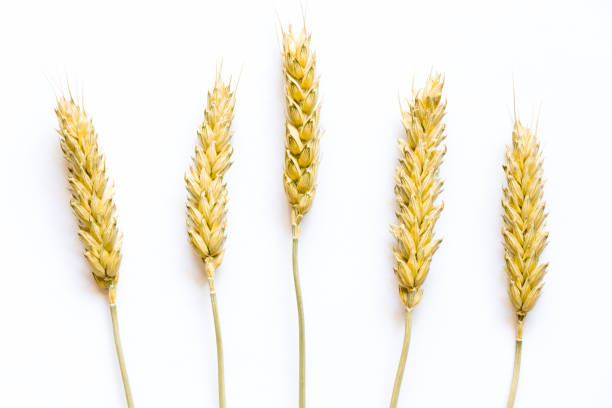 istock Wheat ears isolated on white close up 802610848