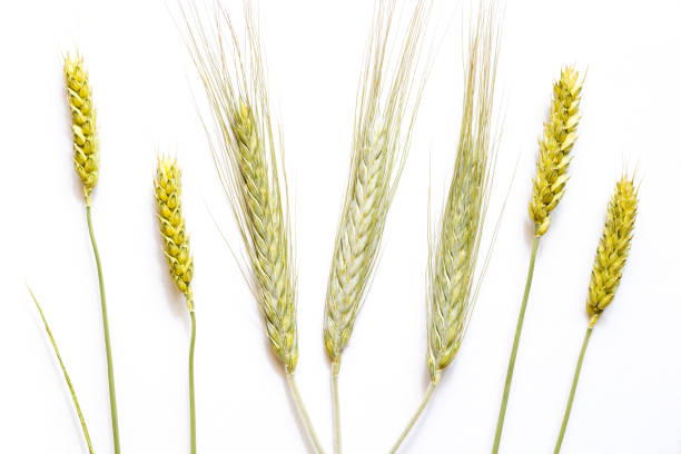 istock Wheat and rye ears of different sizes 802610850