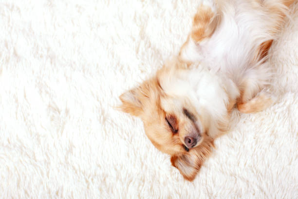 istock Funny ginger chihuahua on white carpet 802611090