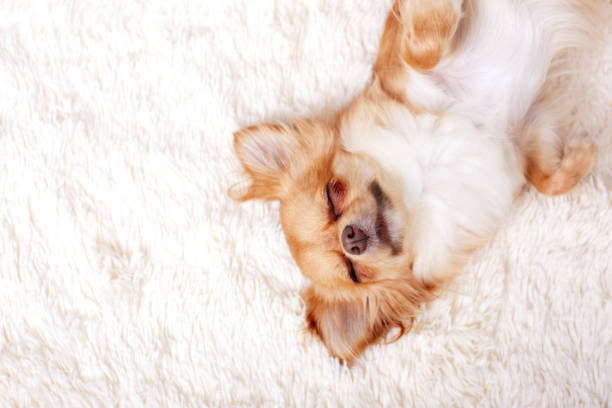 Funny ginger chihuahua on white carpet