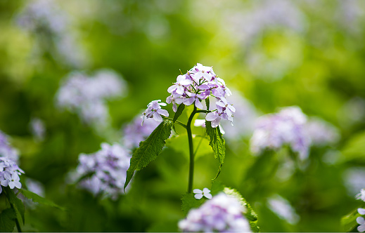 lilac Against the background of a nature new modern