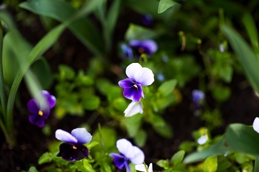 Colorful pansy flower known as Viola tricolor var. hortensis blooms in a botanical garden on a green background.