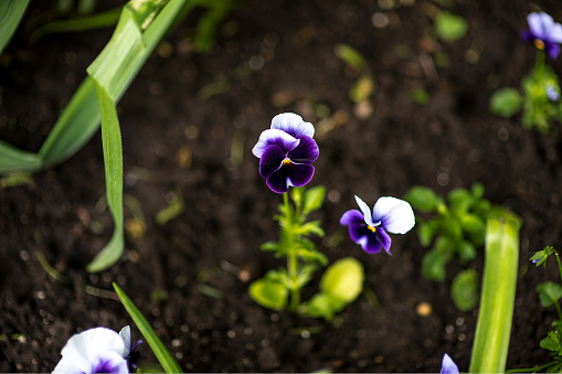 Colorful pansy flower known as Viola tricolor var. hortensis blooms in a botanical garden on a green background.