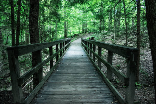 istock Footbridge in the Woods 802617962