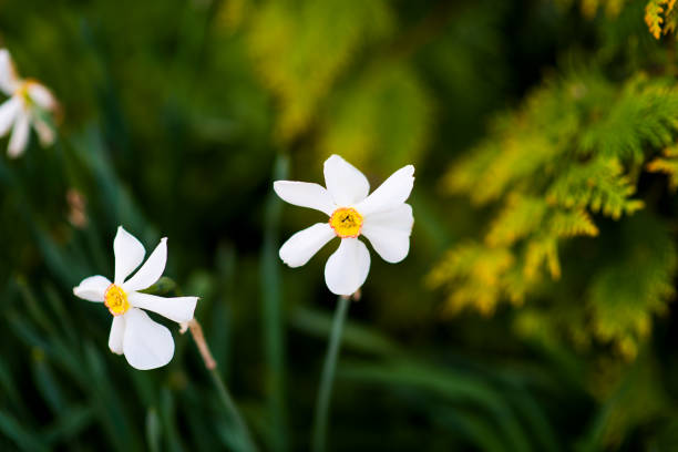 istock Camomile aginst on field in summertime 802618038