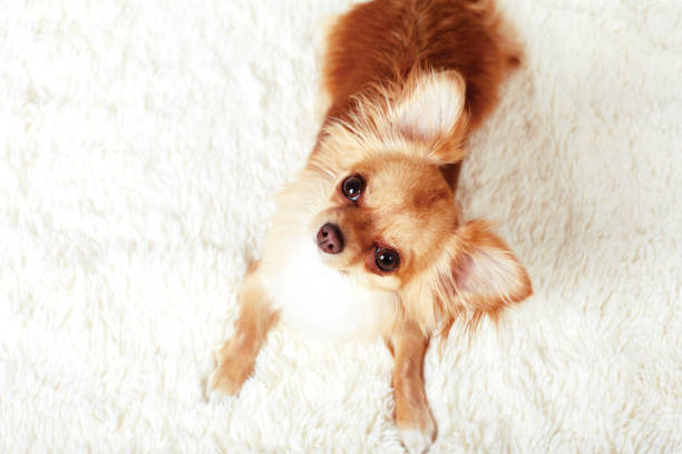 istock Funny ginger chihuahua on white carpet 802618050