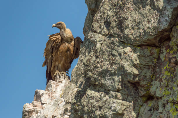 Vulture sitting on a rock in Monfrague nature reserve, eastern Spain Vulture sitting on a rock in Monfrague nature reserve, eastern Spain. Blue sky as background eurasian griffon vulture photos stock pictures, royalty-free photos & images