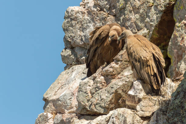 istock Two vulures sitting on a rock in Monfrague nature reserve, eastern Spain 802622976