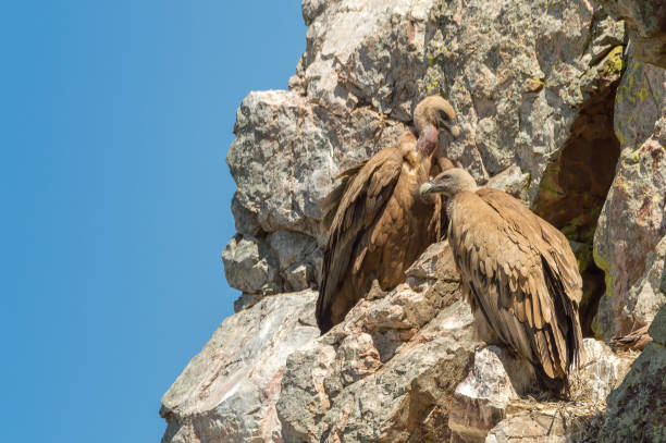 istock Two vulures sitting on a rock in Monfrague nature reserve, eastern Spain 802623054