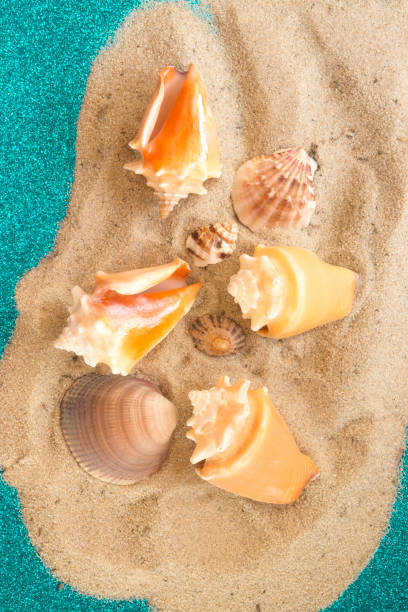 istock Group of sea conchs and shells placed on beach sand and shiny bright blue background 802623196