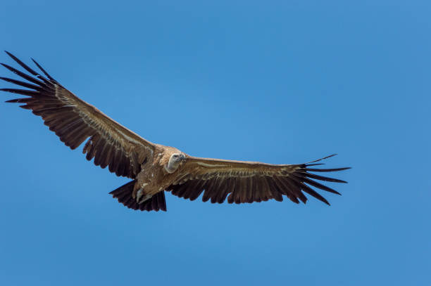 istock Vulture in Monfrague nature reserve, eastern Spain, flying against a blue sky 802623256