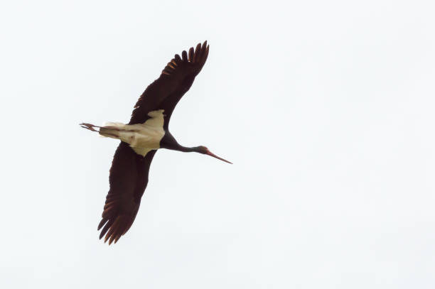 istock Black stork in Monfrague nature reserve, eastern Spain, 802623472