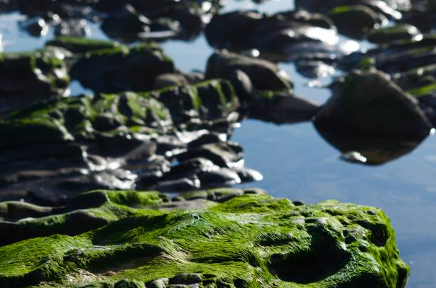 Green Bloom Algae bloom on the Arroyo Burro Beach in Santa Barbara, CA algal bloom stock pictures, royalty-free photos & images