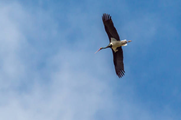 Black stork in Monfrague nature reserve, eastern Spain. Blue sky as background. Seen from below. Wings spread. Seen from below.
