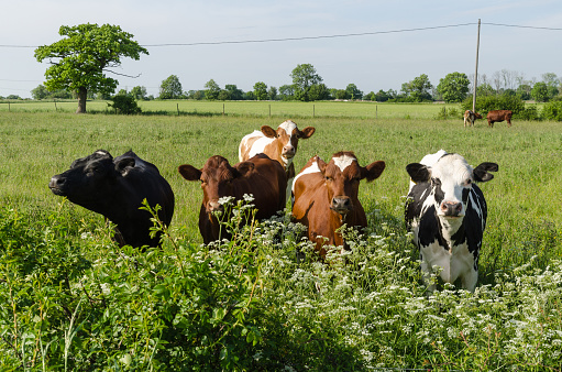 Curious cattle in a lush green grassland