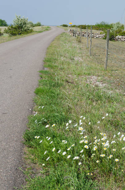 istock Roadside flowers by a country road 802623912