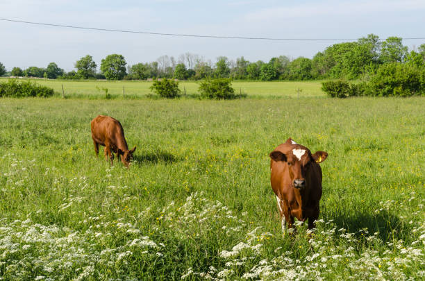 istock Countryside tranquil scene with two young cows 802630386