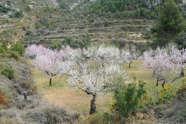 istock Almond blossom in Spain 802633594