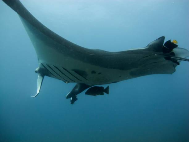istock Manta Ray in Blue Water with Fish 802635756