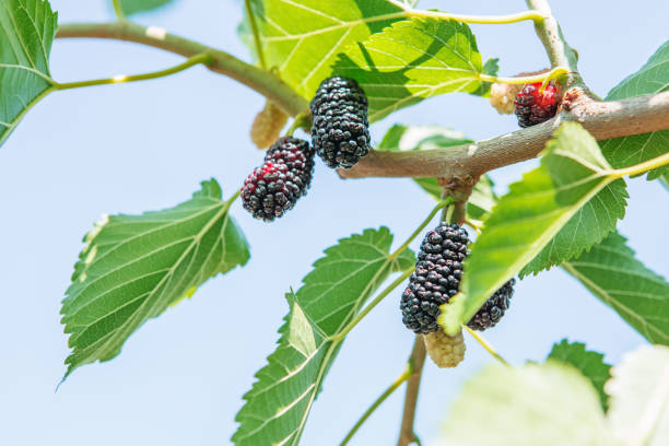 istock Fresh mulberry, black ripe and red unripe mulberries 802635834