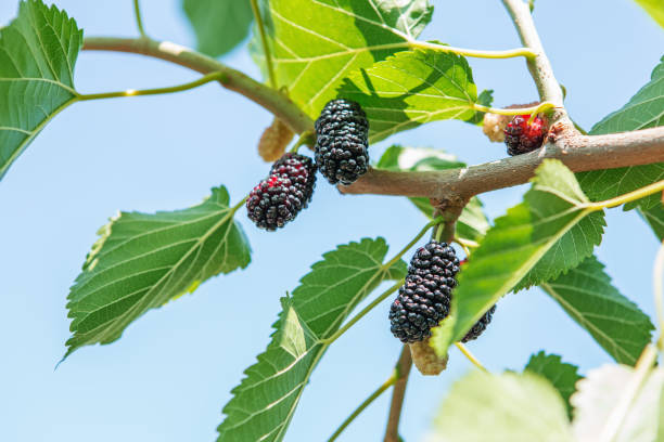 istock Fresh mulberry, black ripe and red unripe mulberries 802635836