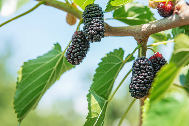 新鮮な桑の実、黒熟し、赤い未熟桑 - mulberry ストックフォトと画像