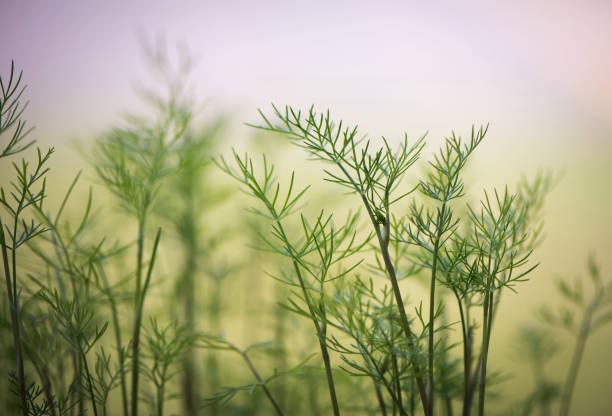 Green dill is growing in a garden at dawn . close up
