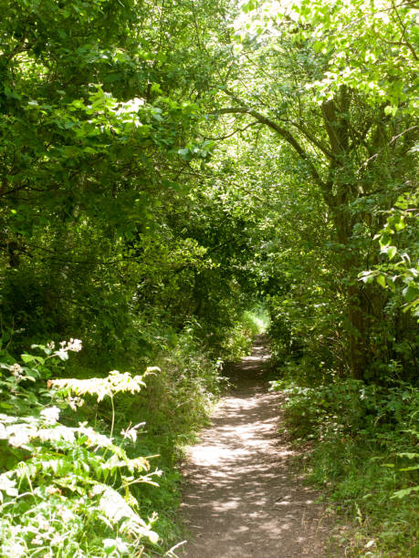 istock public walkway through a forest in the uk 802636078