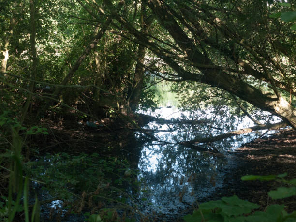 istock top of lake inside forest inlet shaded calm 802636222