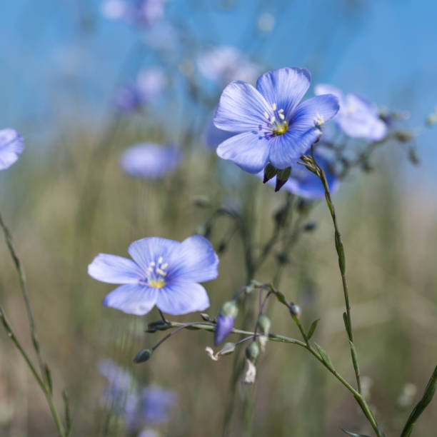 istock Blue flax flowers closeup 802641328