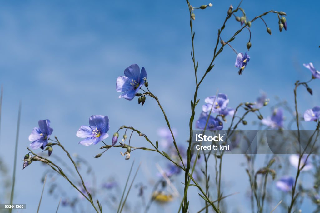 Blue flax flowers close up by blue sky Blue flax flowers close up at blue sky in the flax flowers field Flower Stock Photo