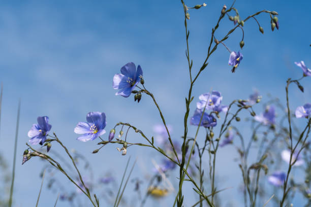 Blue flax flowers close up by blue sky stock photo