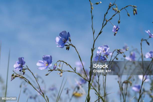 Blue Flax Flowers Close Up By Blue Sky Stock Photo - Download Image Now - Flower, Linen, Flax Crop