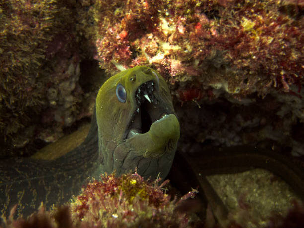 istock Moray Eel morray coming from hole with mouth open and teeth visible 802641414