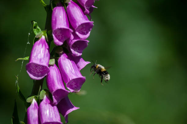 istock Bienenanflug Fingerhut 802644576