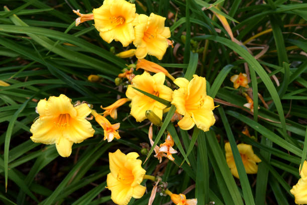 istock Yellow group of flowers cr 2017 darrellbjanks 802649462