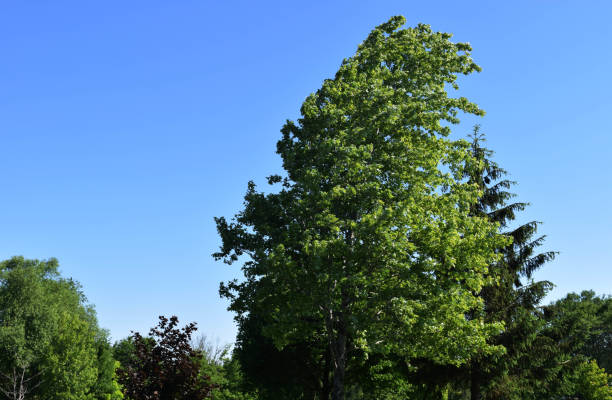 Darell Tree 520+ Darrell Stock Photos, Pictures & Royalty-Free Images - iStock