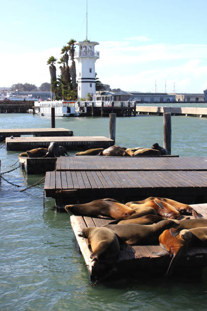 istock Sea Lions at Pier 39 802654152